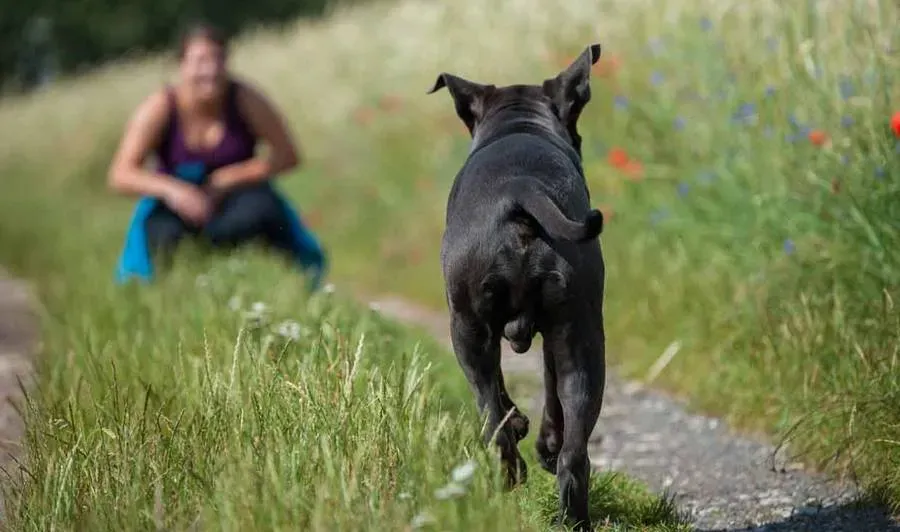 Comment dresser un chien de chasse au rappel efficacement