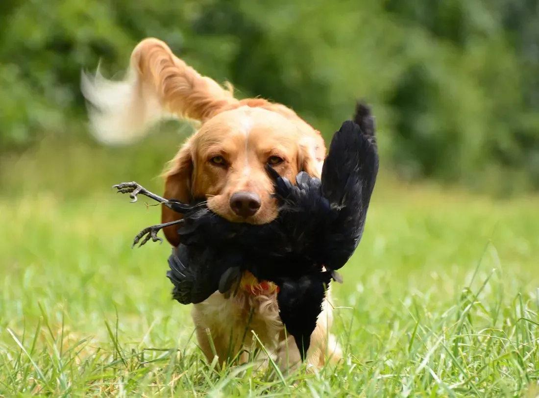 Dresser votre chien de chasse canard : les étapes clés