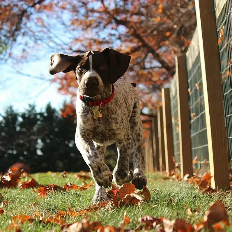 Ultimate education chien de chasse : Votre Guide