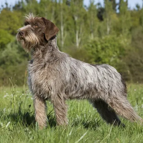 Éducation et dressage du chien de chasse gris