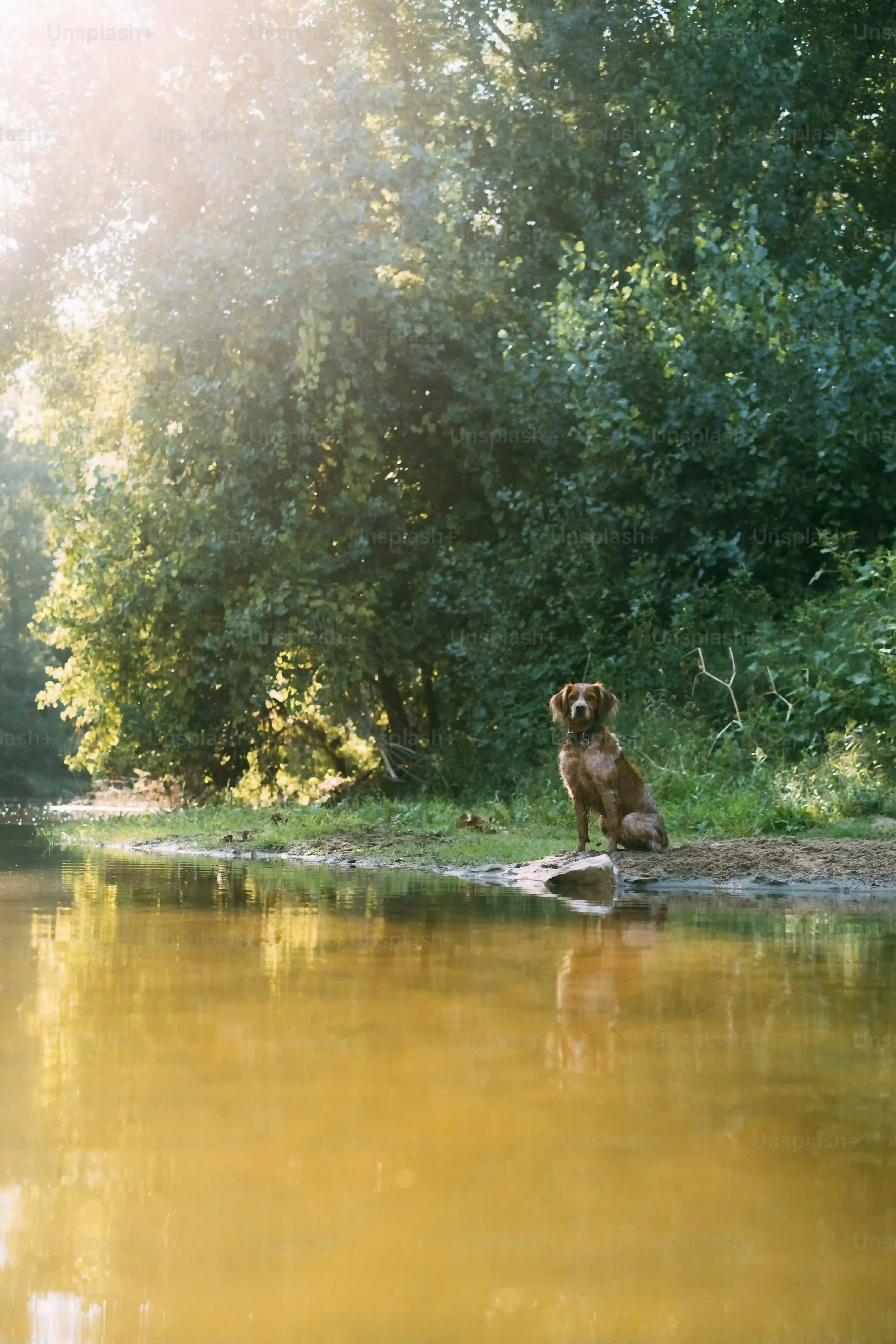 Éducation et entraînement du chien de chasse eau