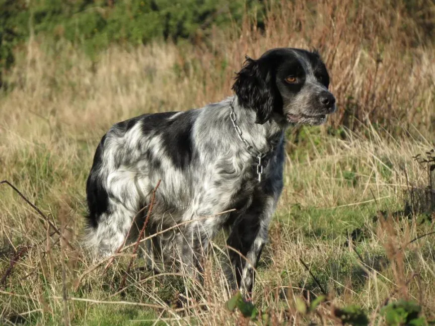 Éducation et Vie Quotidienne avec un Épagneul Chien de Chasse