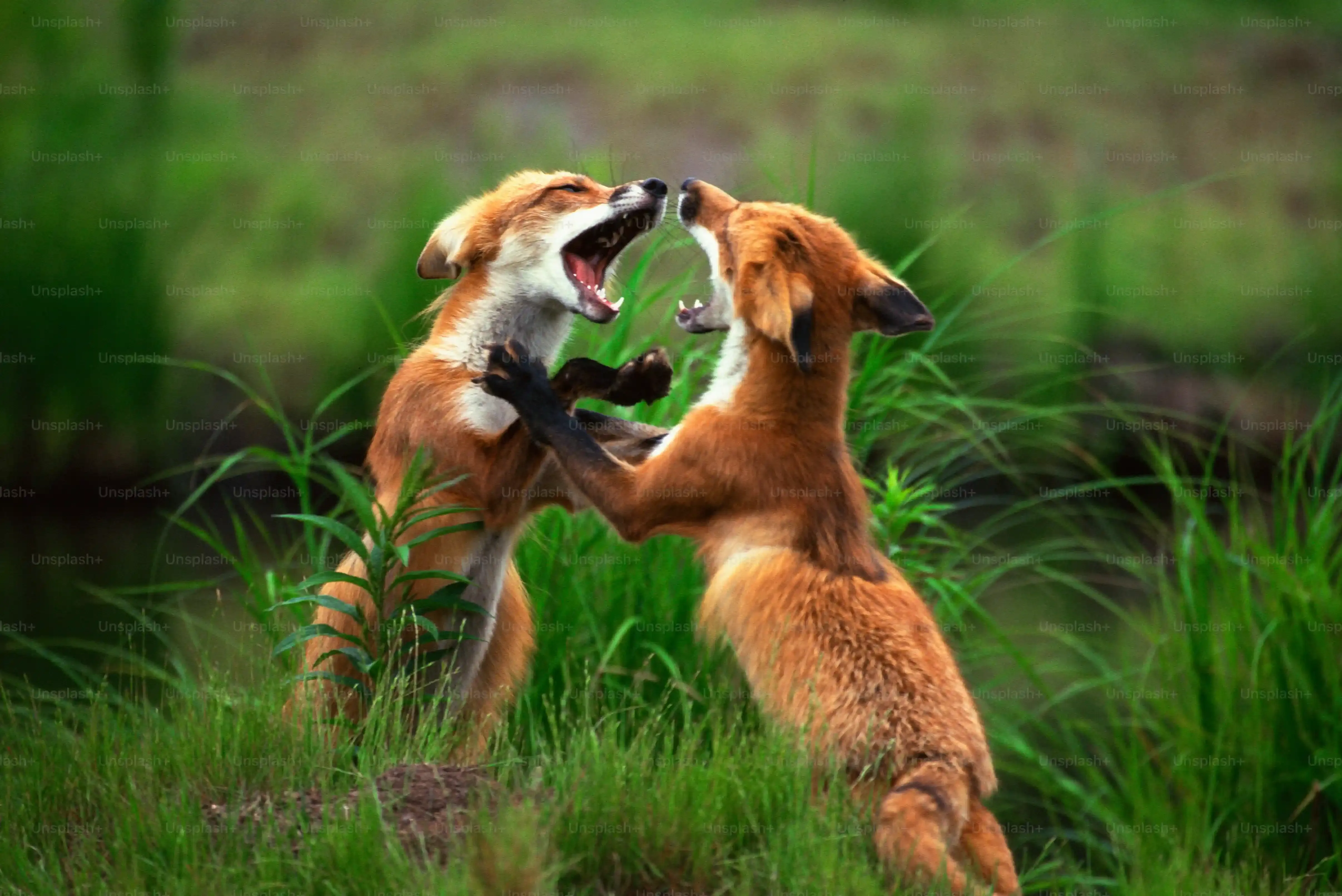 Éduquer Efficacement son Chien de Chasse à Cour Beagle