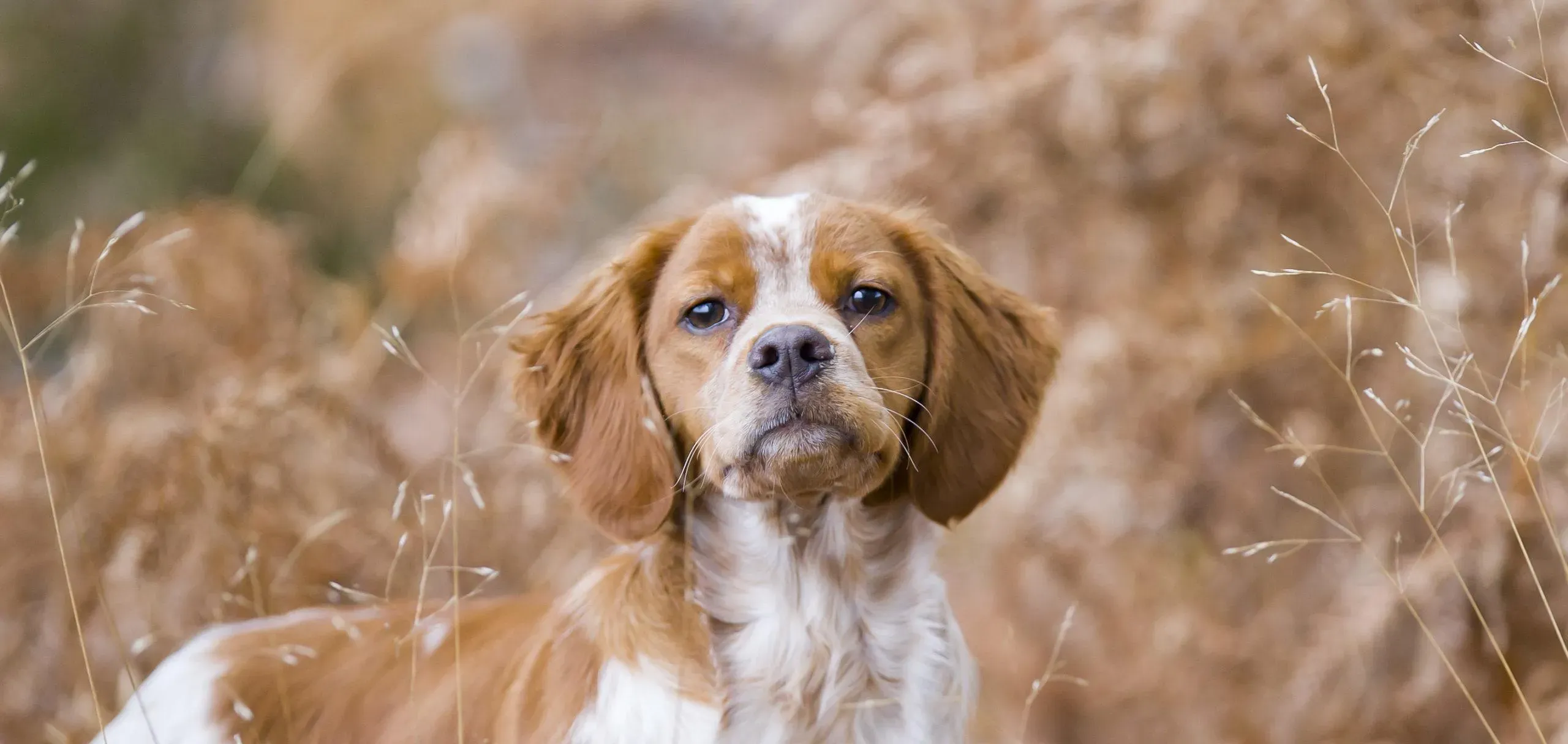 Éduquer et gérer une femelle de chien de chasse : Particularités