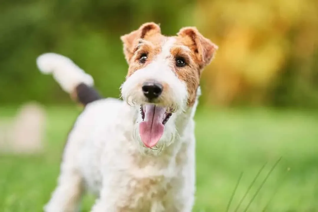 Éduquer et stimuler son chien de chasse intelligent
