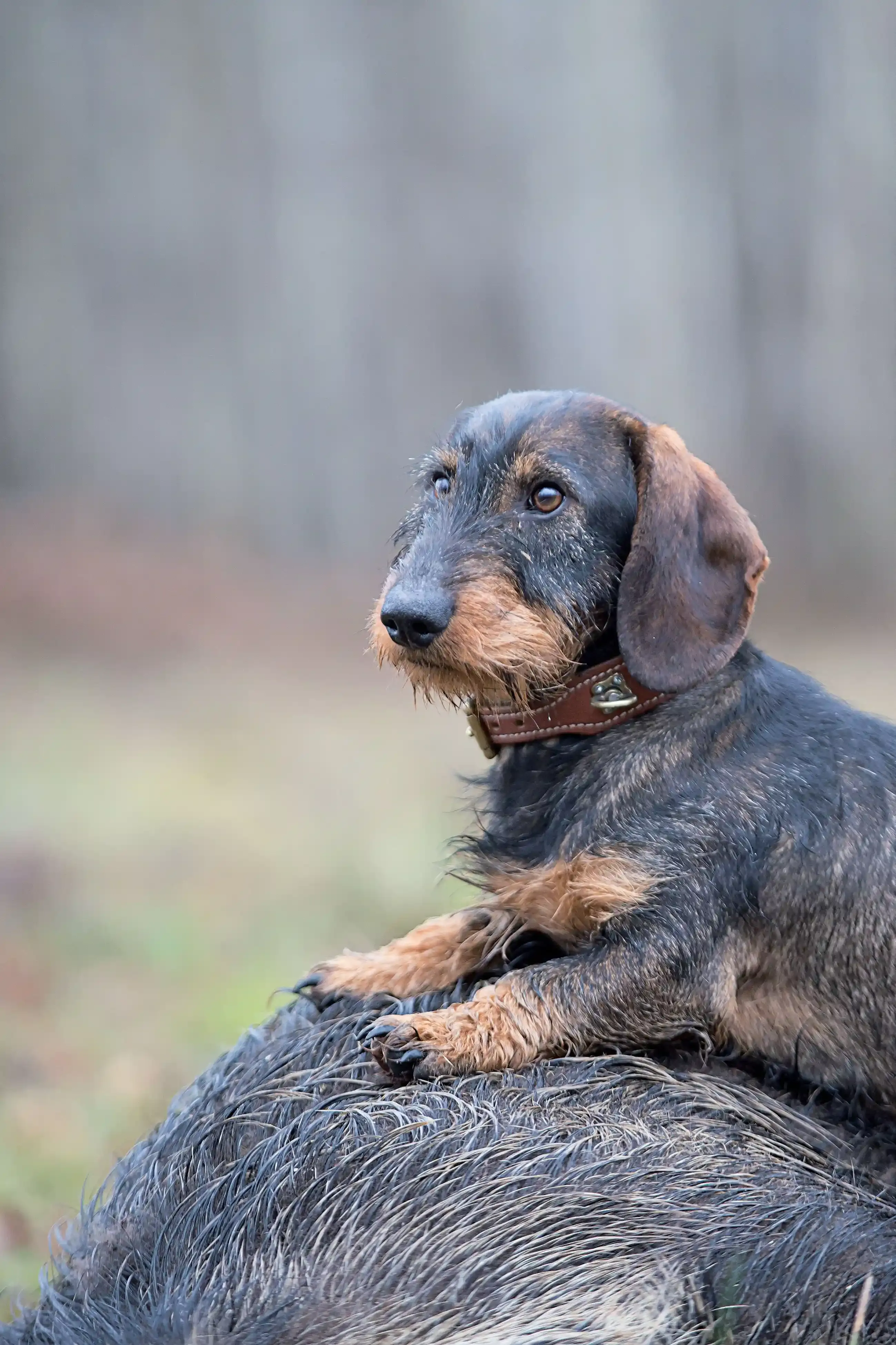 Éduquer et vivre avec un teckel chien de chasse