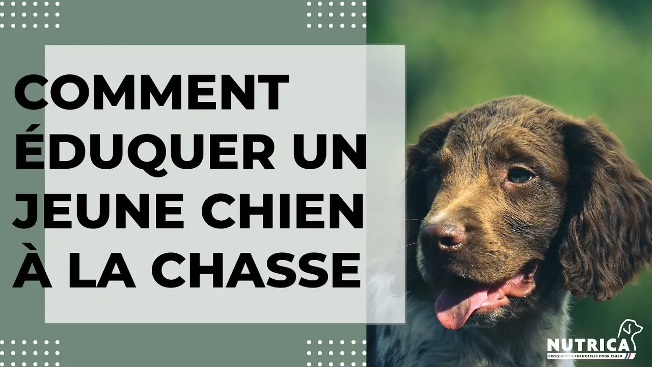 Votre guide essentiel pour éduquer un chien de chasse