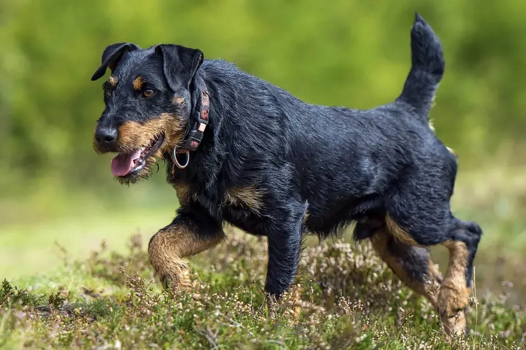 Éduquer Votre Chien de Chasse Sanglier Jagd Terrier : Une Question de Caractère