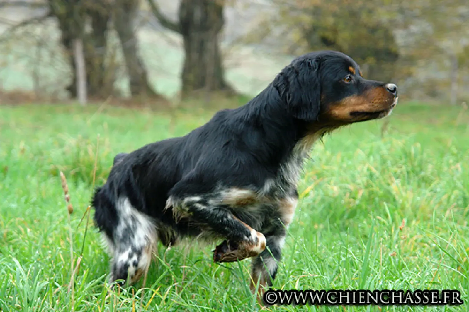 Découvrez l'élevage de chien de chasse epagneul breton