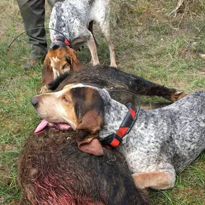 élevage de chien de chasse sanglier : Le guide ultime