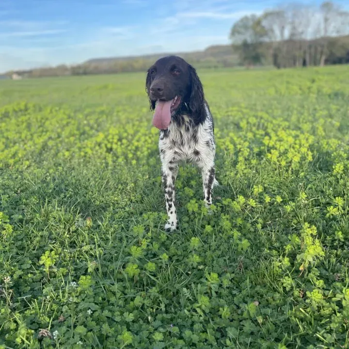 Le secret pour être un éleveur de chien de chasse expert