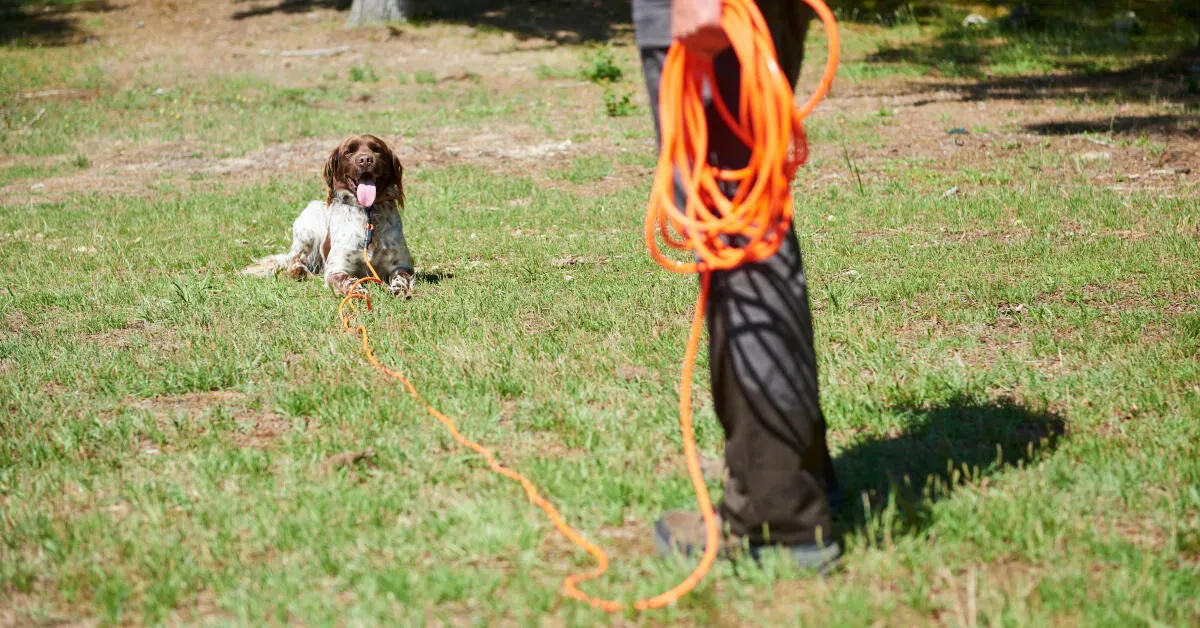 Réussir l'entrainement chien de chasse : Guide essentiel