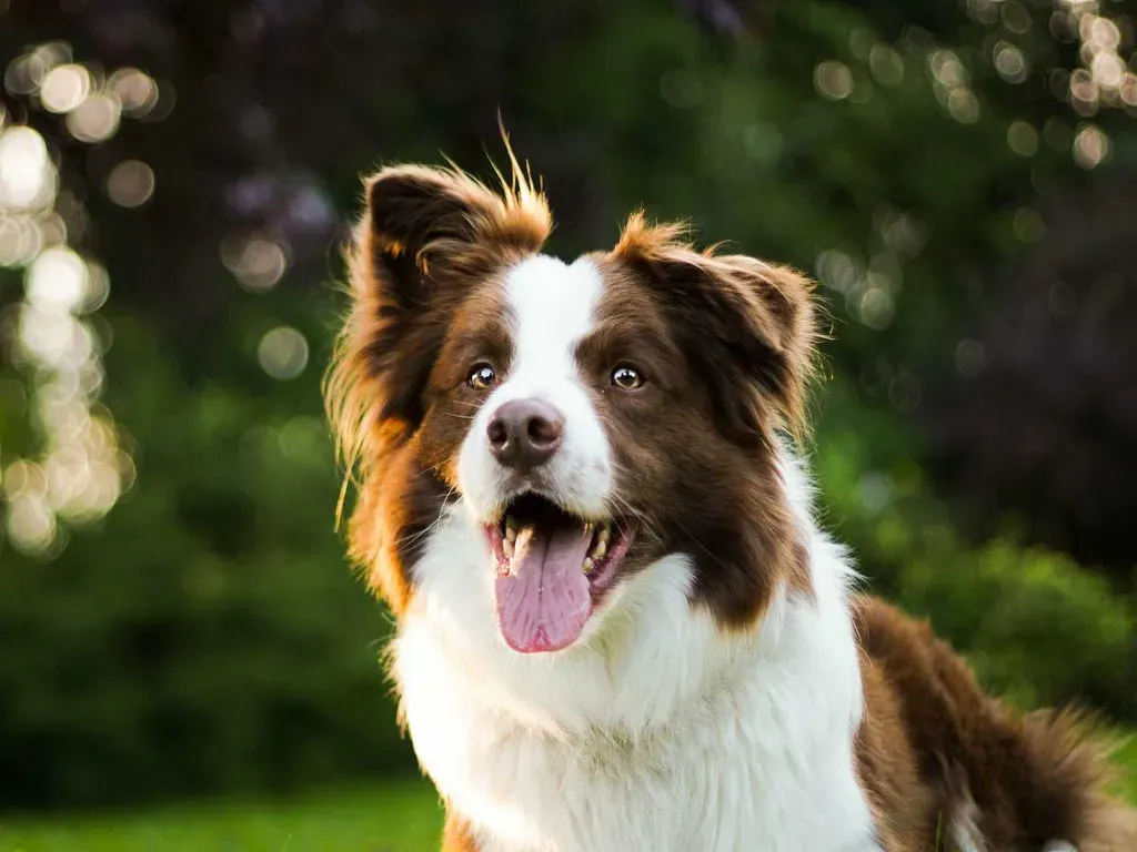 Entraîner un Border Collie pour la Chasse : Défis et Possibilités
