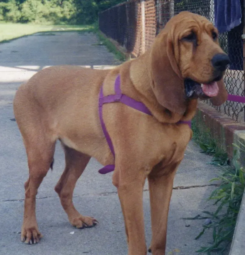 Entretien et éducation des races de chiens de chasse