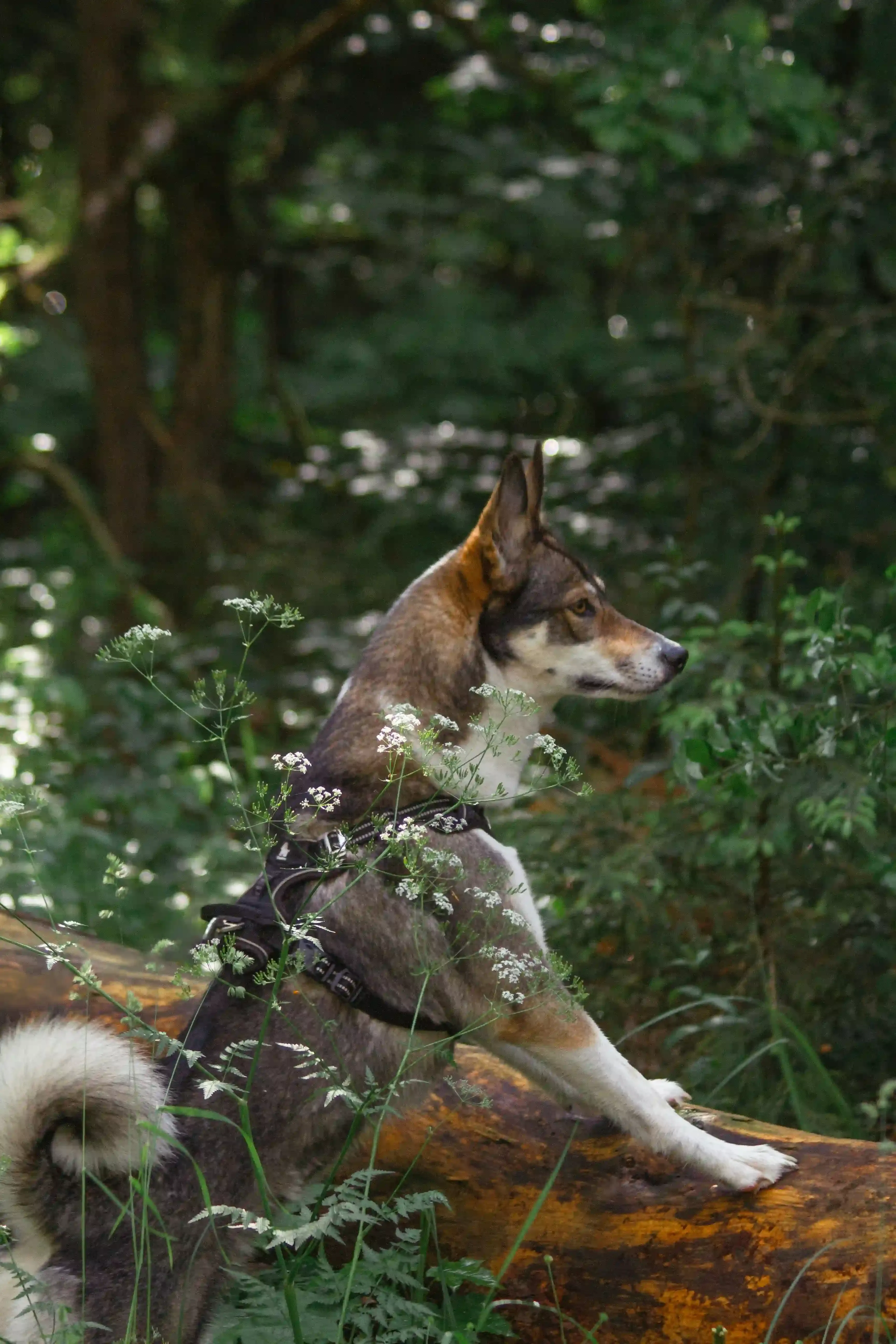 Entretien et transport : compléter l'équipement chien de chasse