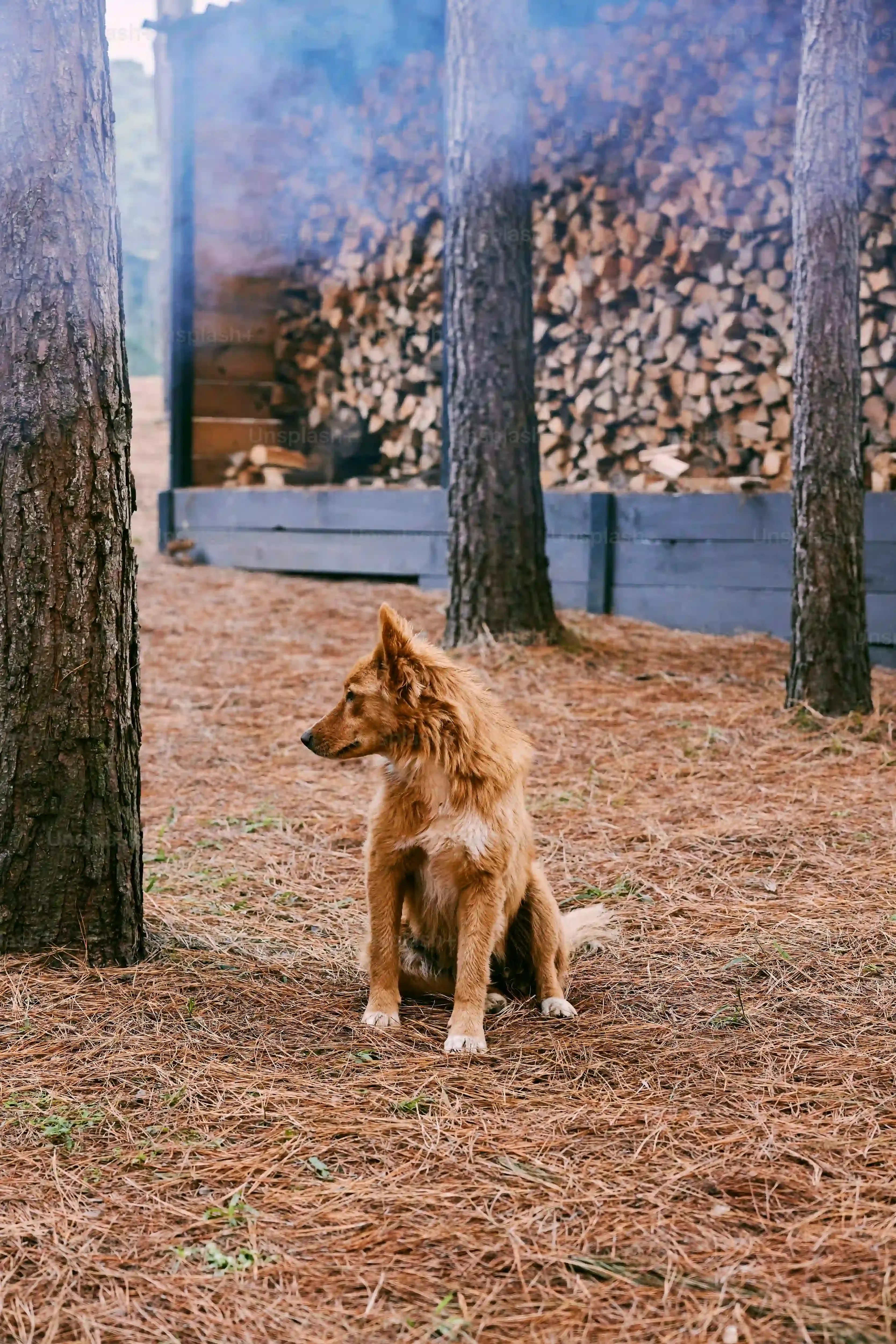 Maîtrisez l'Epagneul chien de chasse : Guide Complet