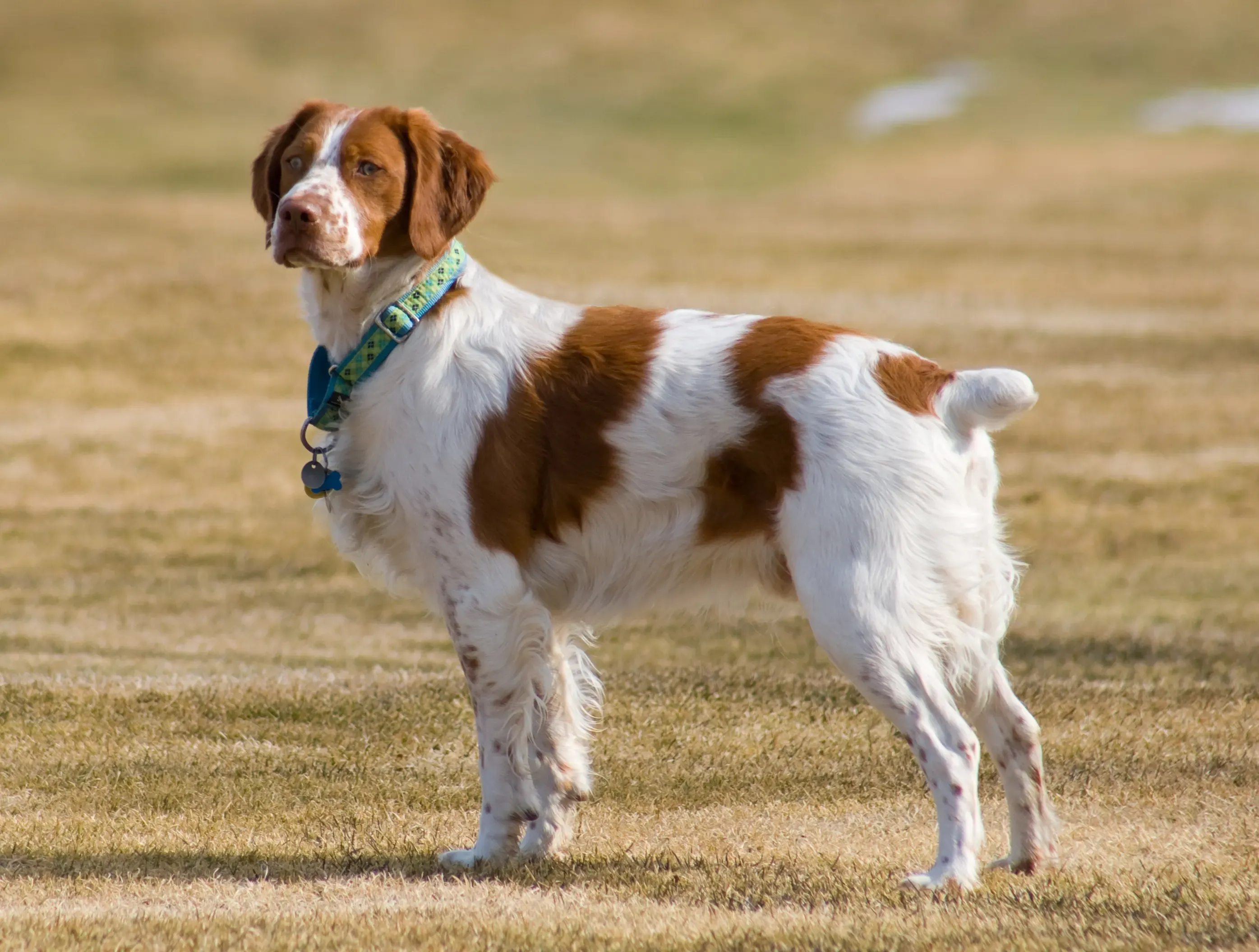 Le Guide Essentiel de l'épagneul chien de chasse