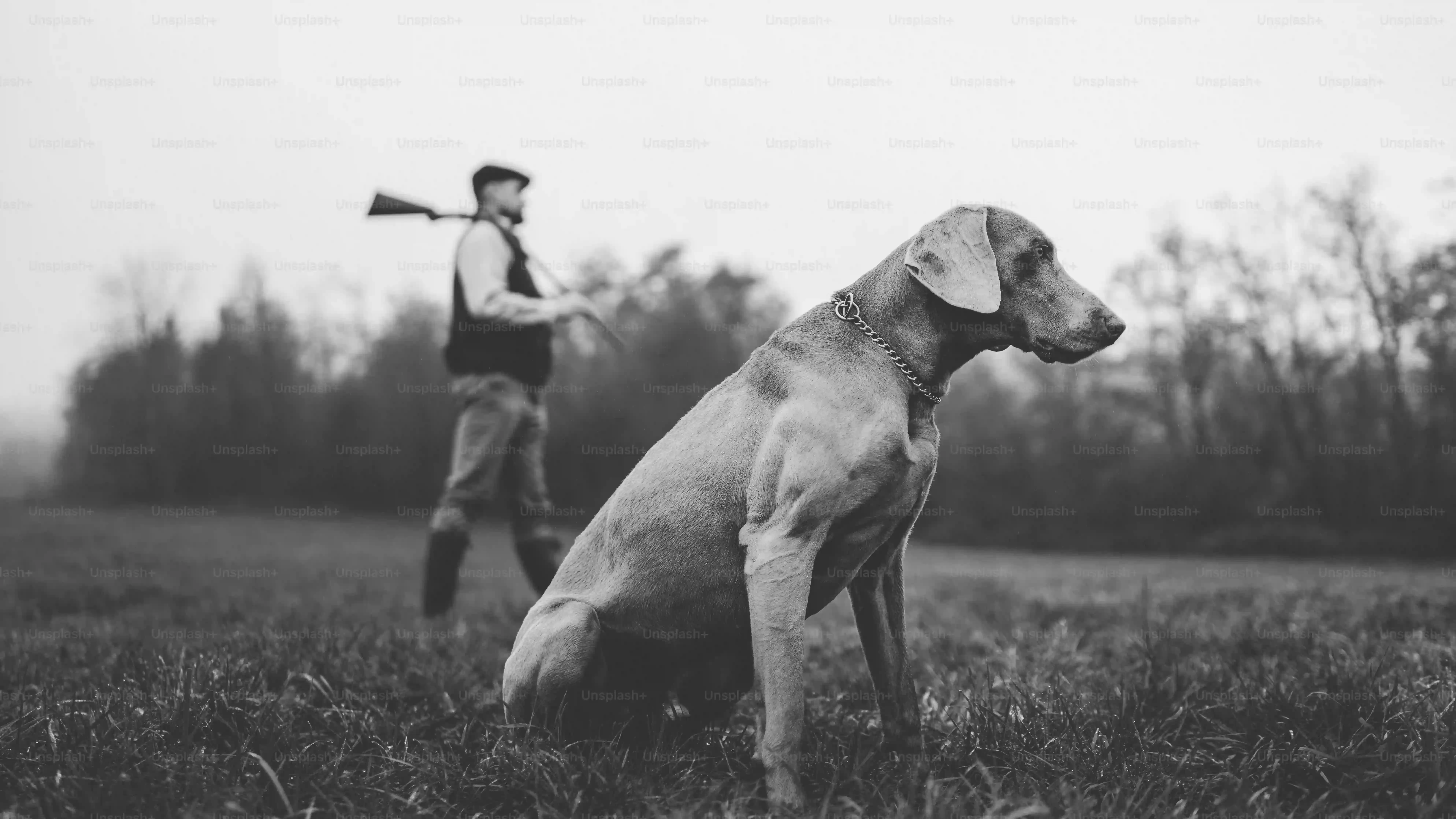 Équipement chien de chasse : Guide Complet et Pratique