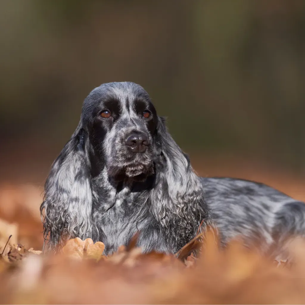 Essentiel : est ce que le cocker est un chien de chasse ?