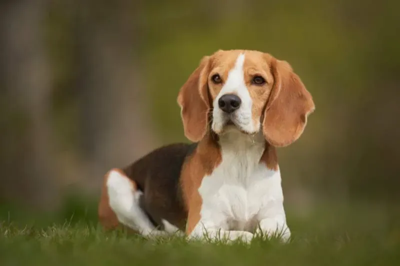Facteurs clés de l'espérance de vie d'un chien de chasse