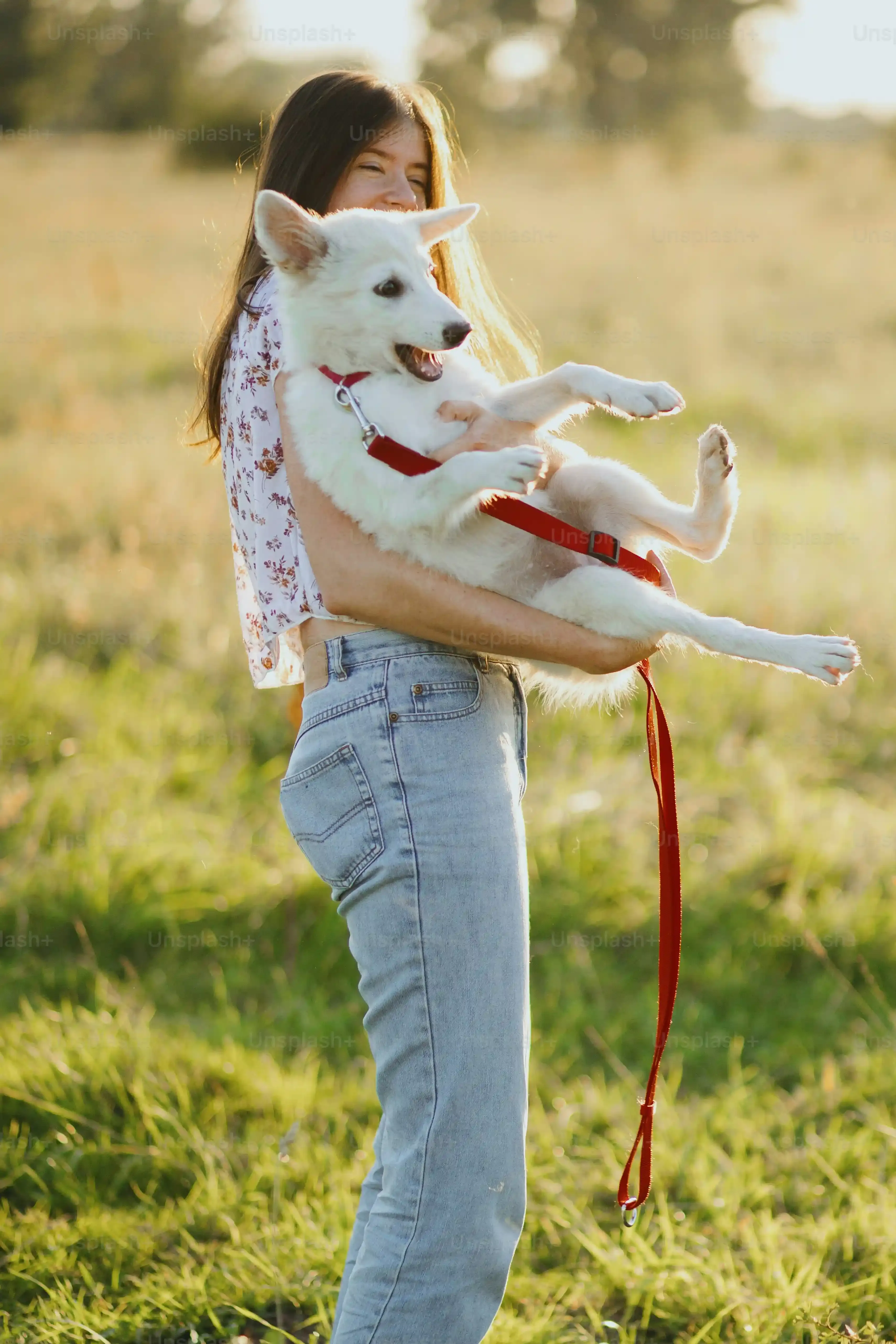 Conseils Essentiels pour faire grossir un chien de chasse