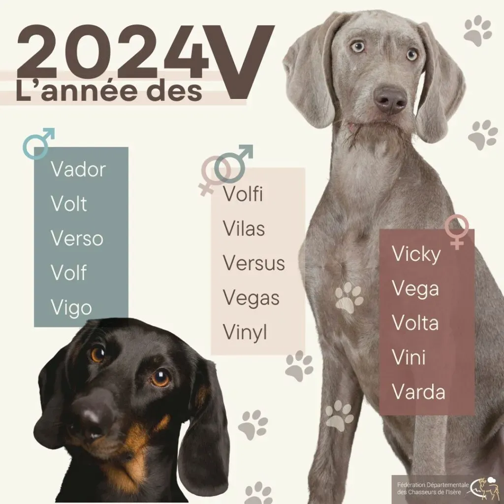 Les femelles de chien de chasse 5 lettres : Guide Complet