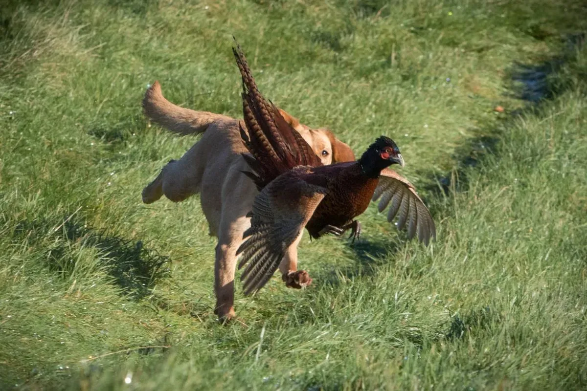 Maîtriser flairer en parlant d un chien de chasse