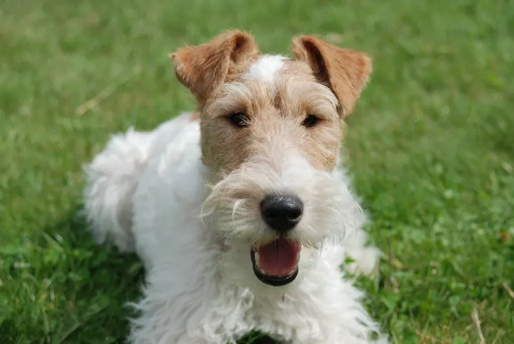 fox terrier chien de chasse : Votre guide éprouvé pour la chasse