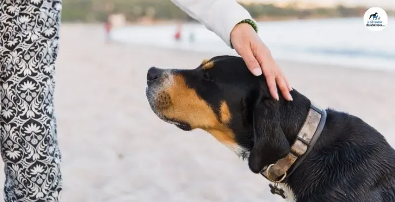 Gérer les distractions et les terrains variés : Rappel avancé pour chien de chasse