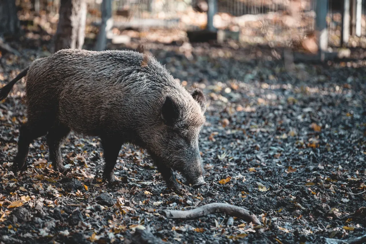 Gérer les problèmes liés à l'aboiement excessif
aboiement chien de chasse sanglier
Décryptez l'aboiement de votre chien de chasse au sanglier. Comprenez ses signaux, améliorez son efficacité.