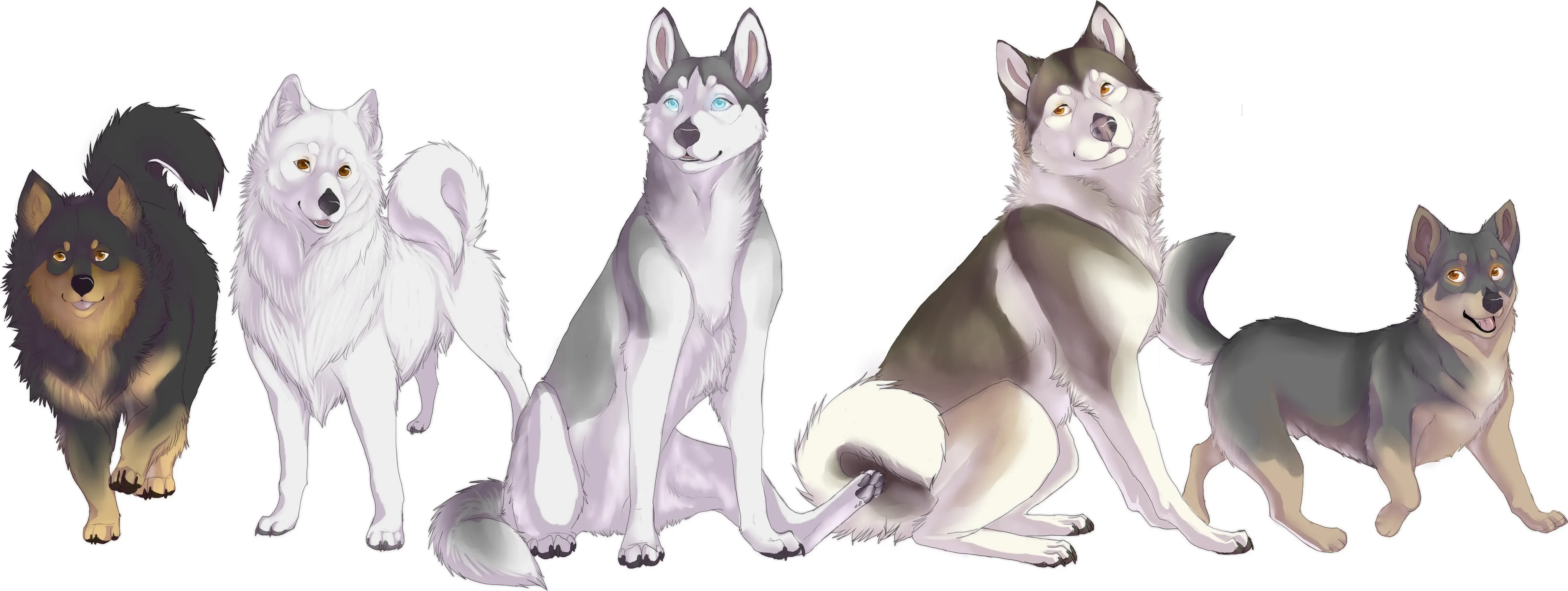 Gérer l'instinct de chasse du husky au quotidien