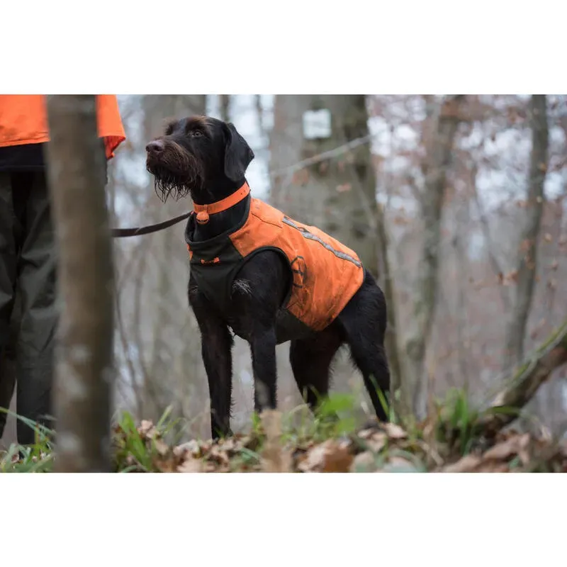 Gilet de protection pour chien de chasse au sanglier decathlon Sûr