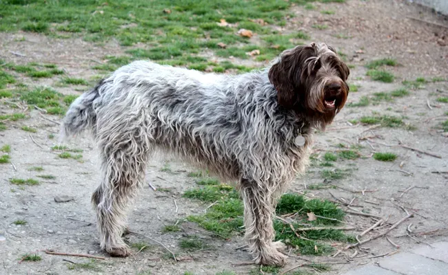 Griffon chien de chasse : Le guide essentiel et complet