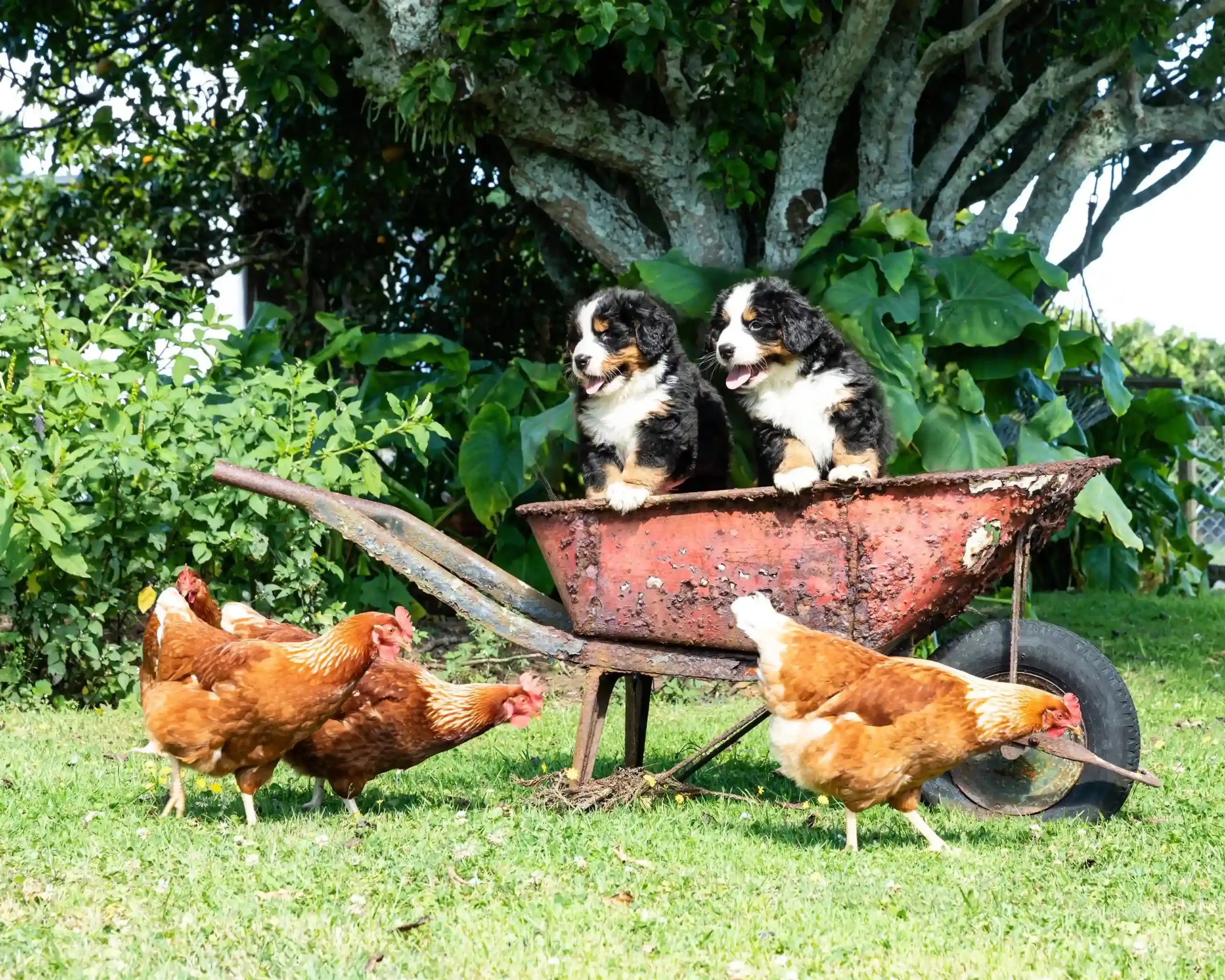 Habituer votre chien de chasse aux poules dès le plus jeune âge