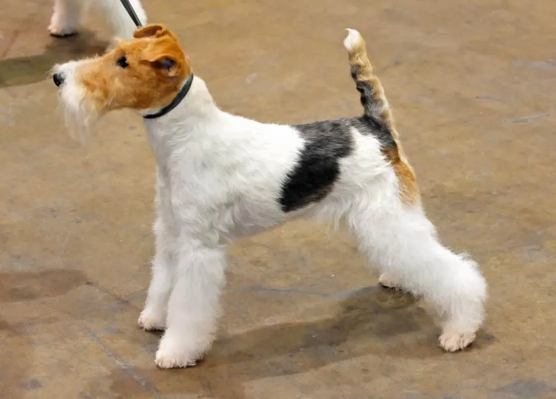 Histoire et origines du chien de chasse Fox Terrier