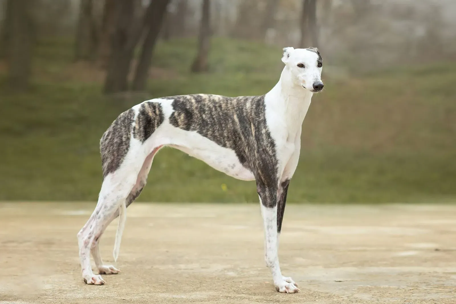 Histoire et Origines du chien de chasse levrier