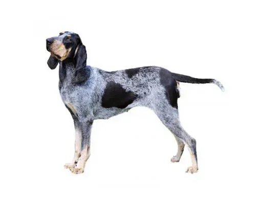 Histoire et traque : L'héritage du chien de chasse bleu