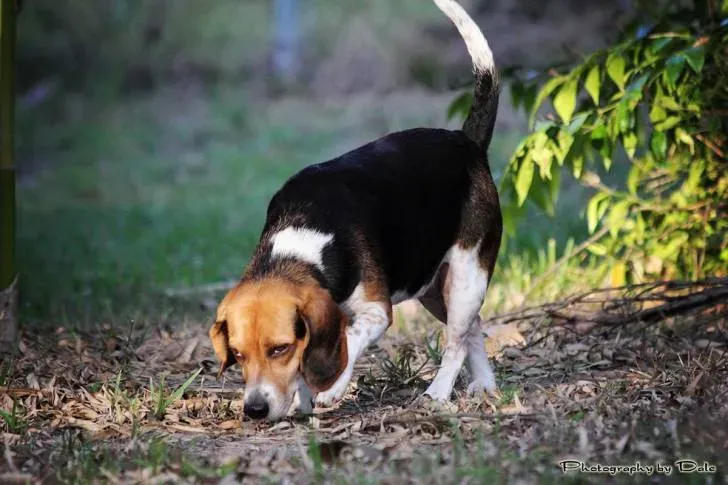 Histoire fascinante du chien de chasse à courre