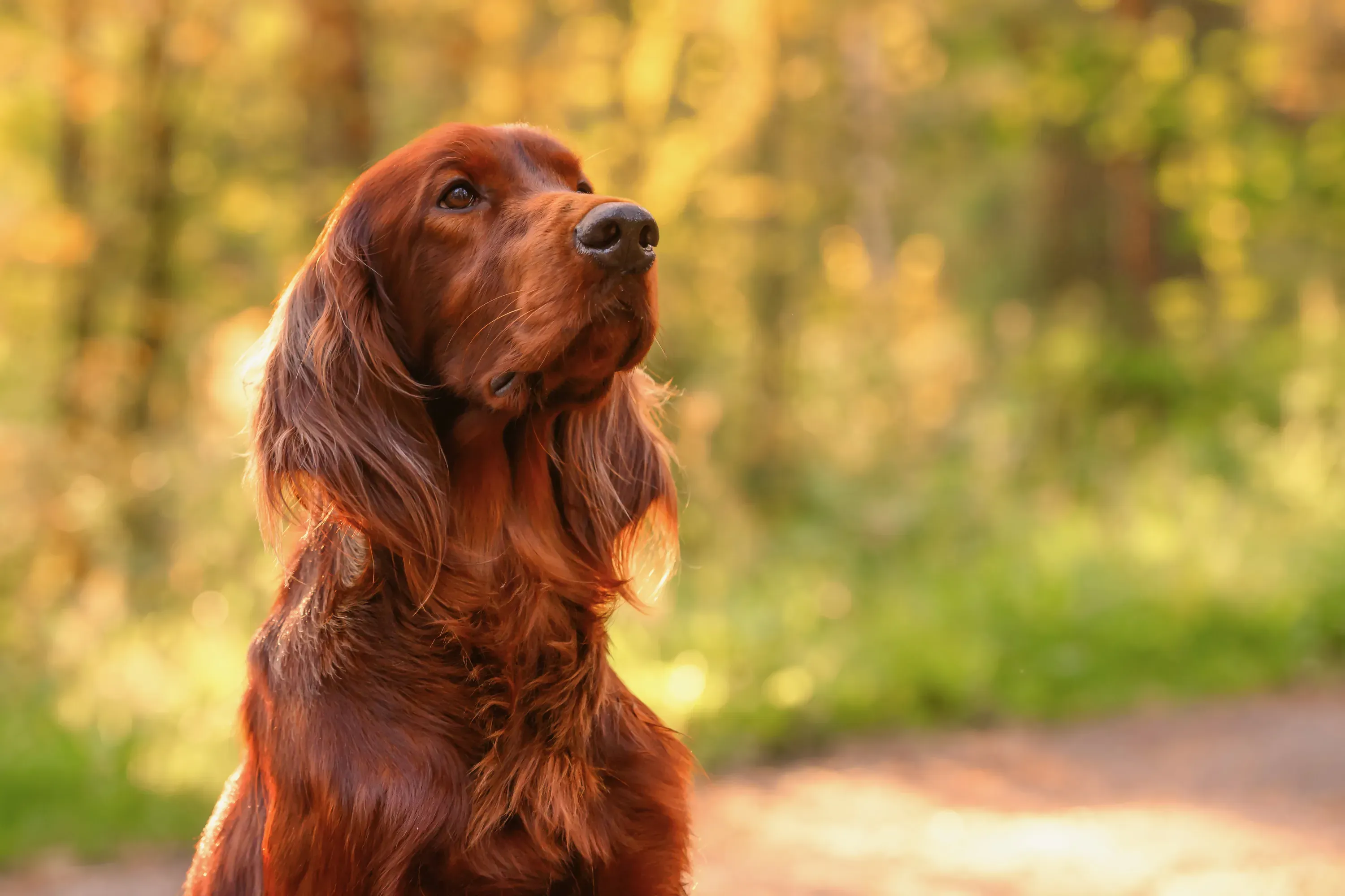 Identifier le chien de chasse à poil long