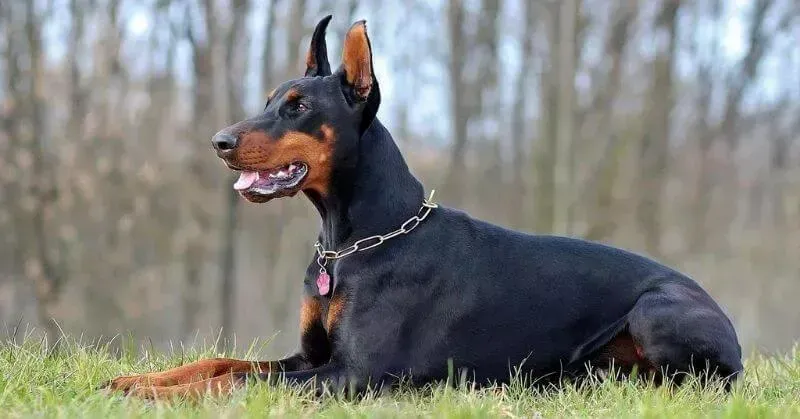 Instinct de Chasse vs Dangerosité : Ce Qu'il Faut Savoir