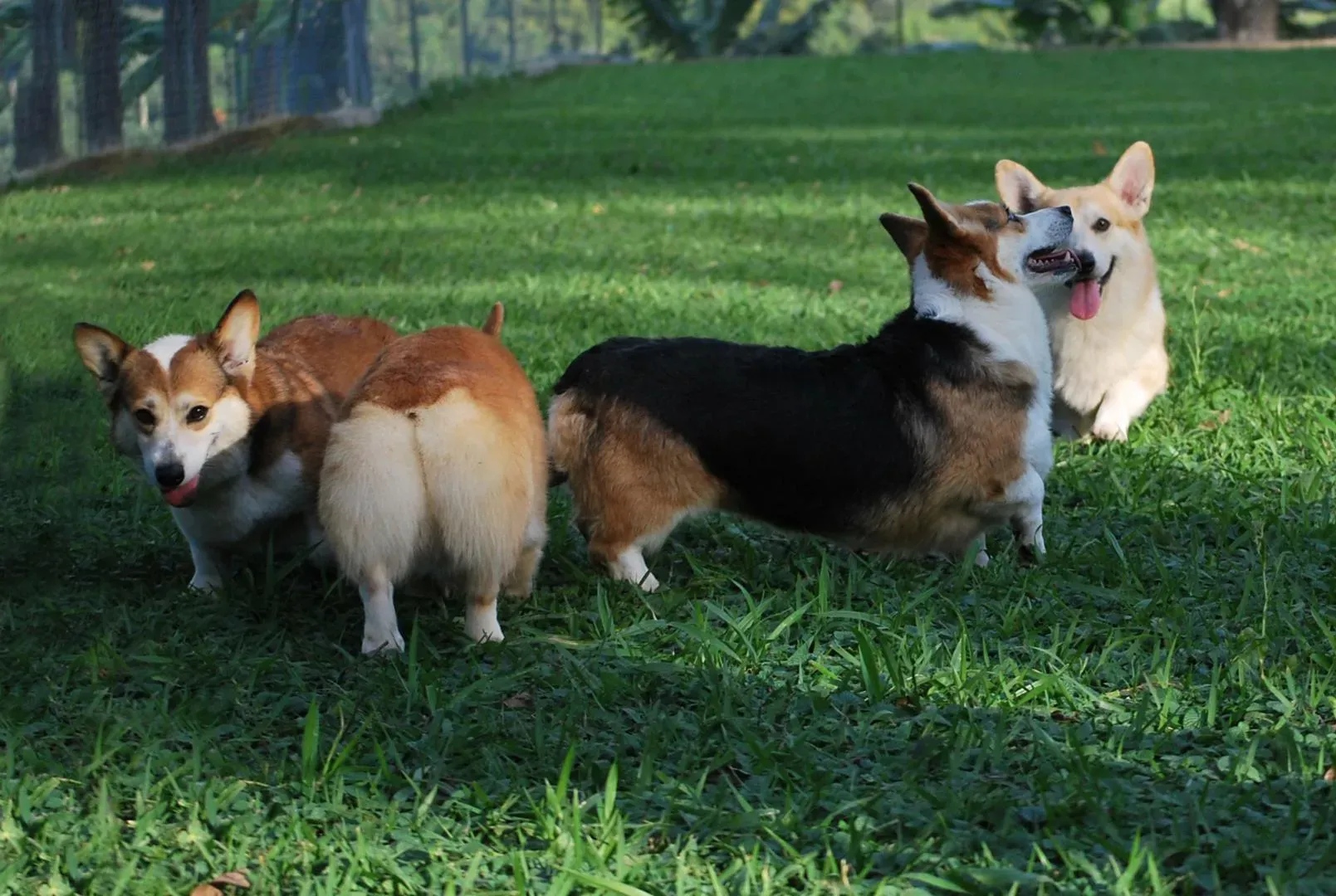 Instincts de chasse chez le Corgi : mythe ou réalité ?