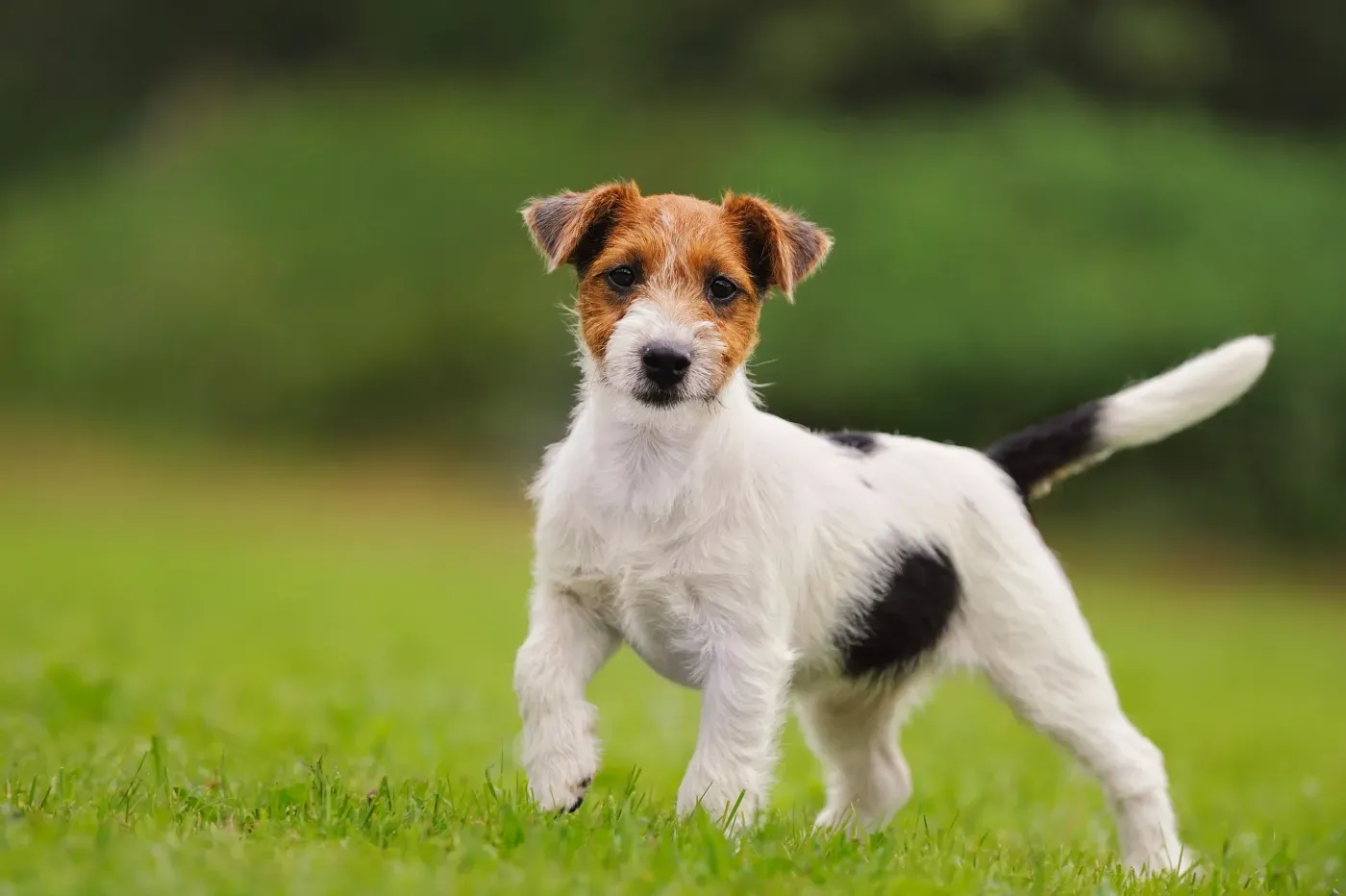 Le jack russell terrier chien de chasse : guide essentiel
