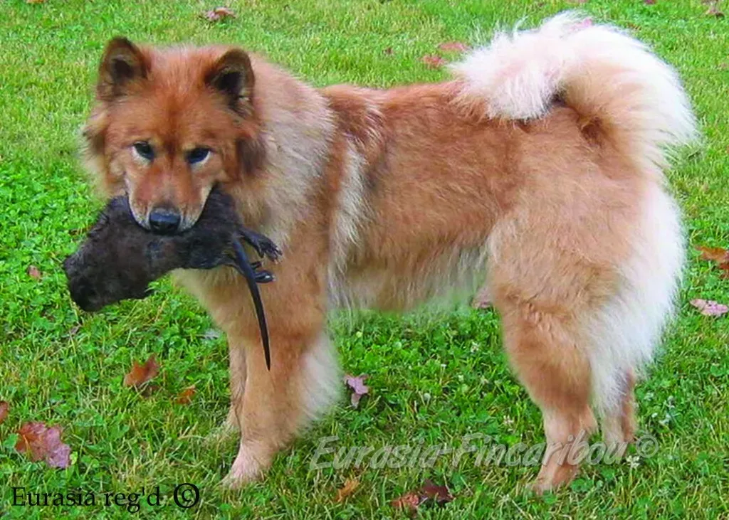 La découverte fascinante du chien de chasse d'eurasie préhistorique