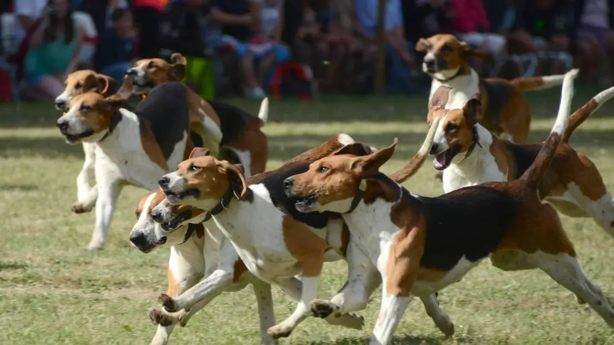 La responsabilité du propriétaire face à son chien de chasse et les chats du voisinage