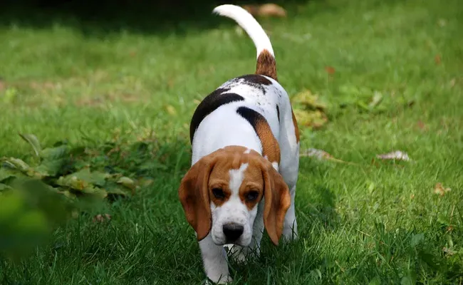 La vènerie et le chien de chasse à cour aujourd'hui : Enjeux et réalités