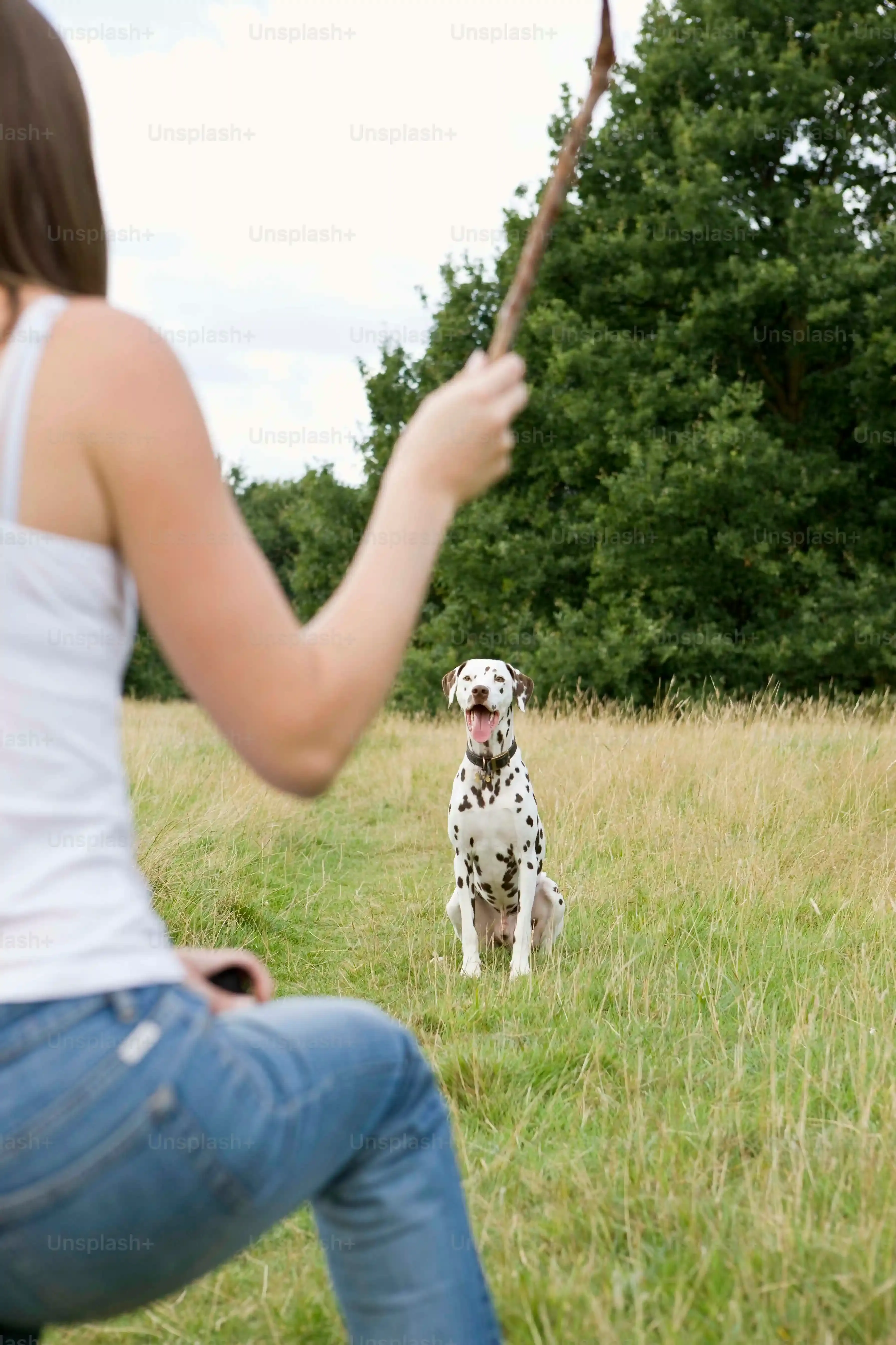 L'Art d'Entraîner un Chien de Chasse à Flairer