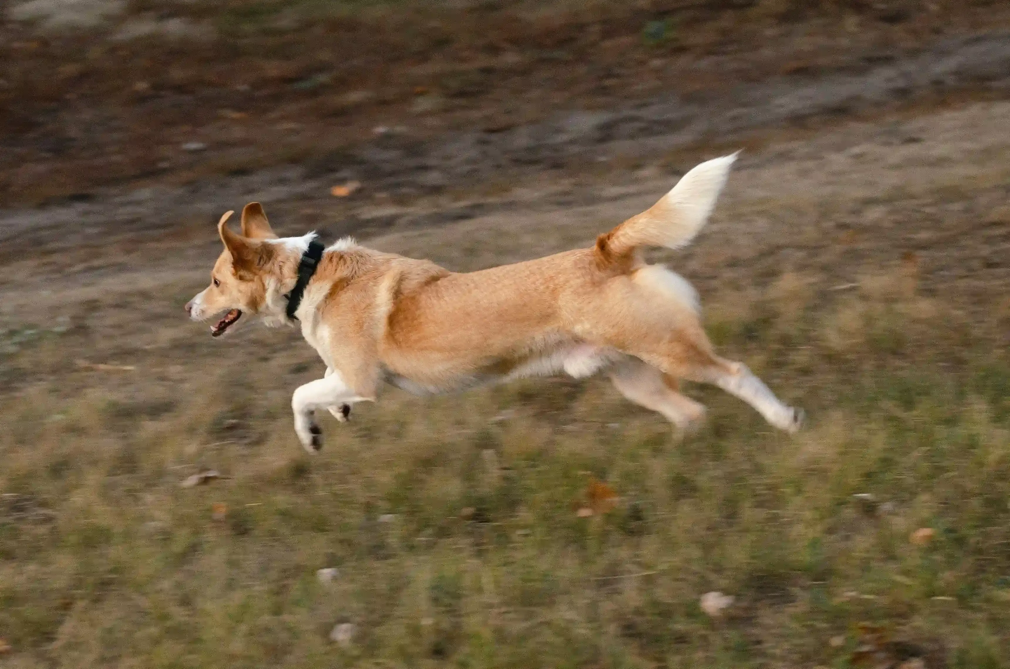 L'avenir du chien de chasse à courre : traditions et évolutions