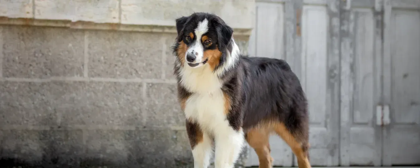 Le Berger Australien : Un Chien Né pour l'Action