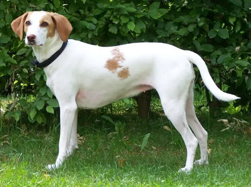 Le Billy : Portrait d'un chien de chasse blanc d'exception