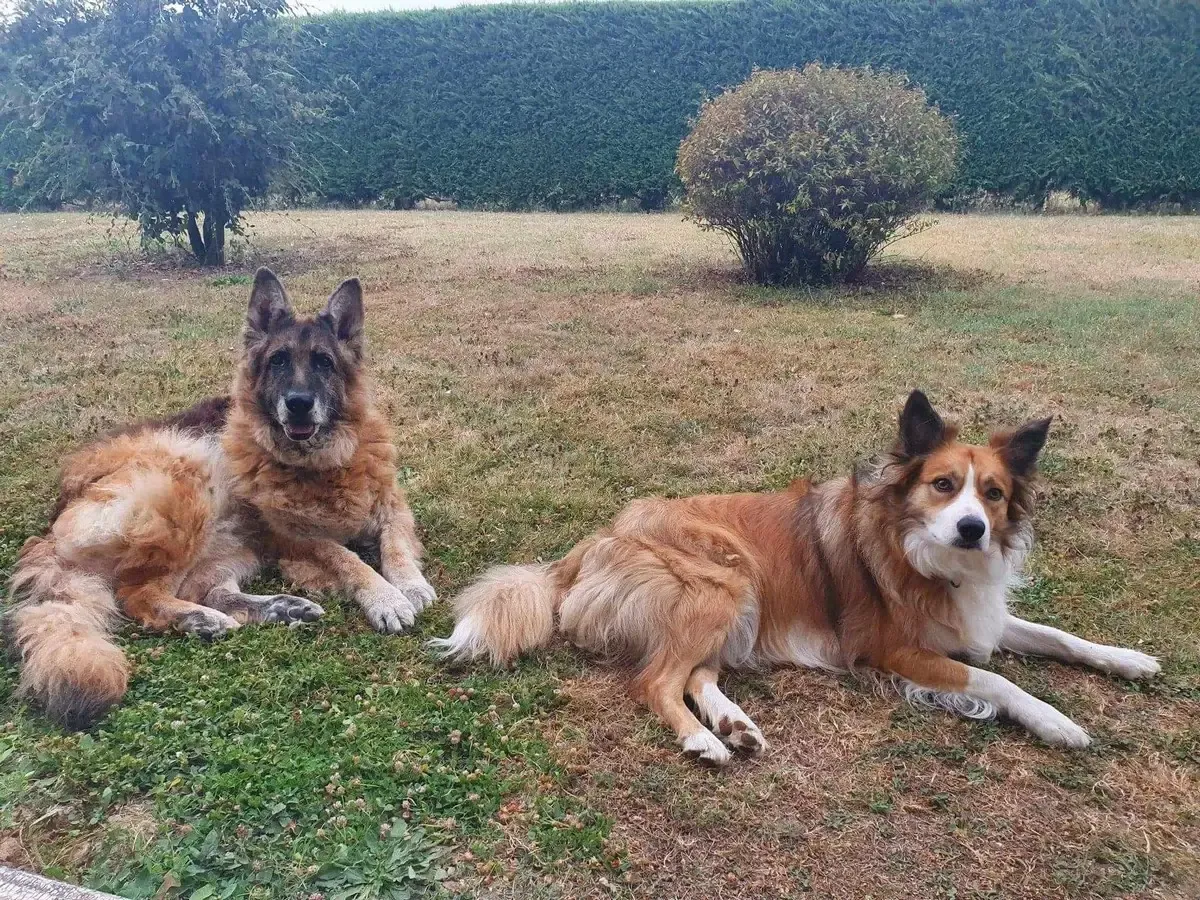 Le Border Collie estil Vraiment un Chien de Chasse ?